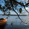 Kayak all the keys from the Royal Tern condo.