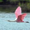 Spoonbill in flight at Cedar Key